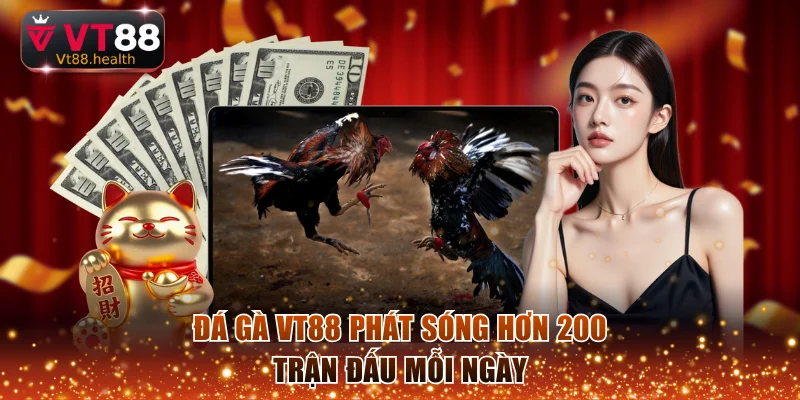Đá gà VT88 phát sóng hơn 200 trận đấu mỗi ngày